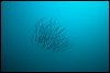 IMG_3606-1.jpg