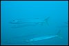 IMG_3686-1.jpg