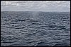 IMG_4445-1.jpg