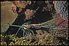 IMG_4772-1.jpg